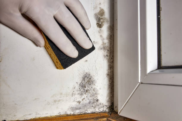 Best Water Damage & Mold Remediation  in Uhrichsville, OH